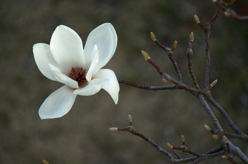 Magnolia denudata (Jade orchid) — photo