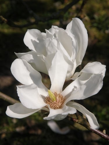 Magnolia denudata