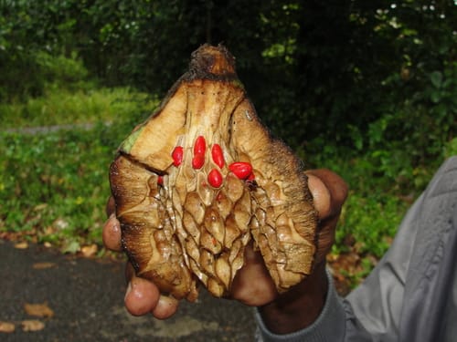 Magnolia dodecapetala — photo