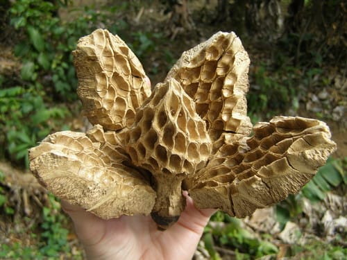 Magnolia dodecapetala — photo