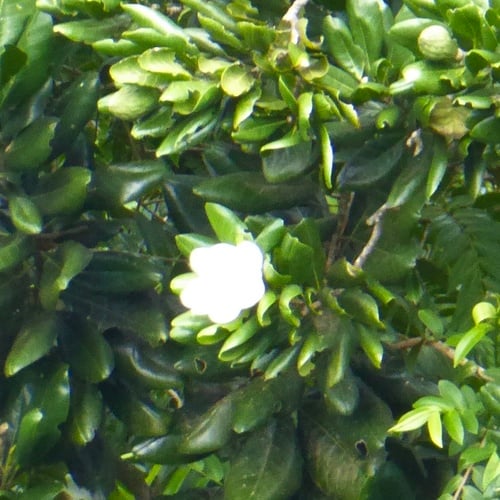 Magnolia dodecapetala