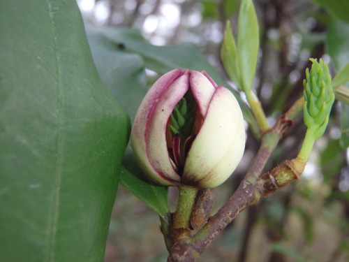 Magnolia figo (Banana shrub) — photo