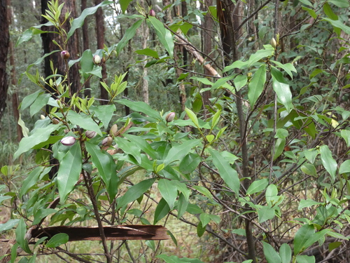 Magnolia figo (Banana shrub) — photo