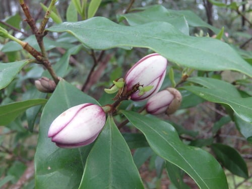 Magnolia figo