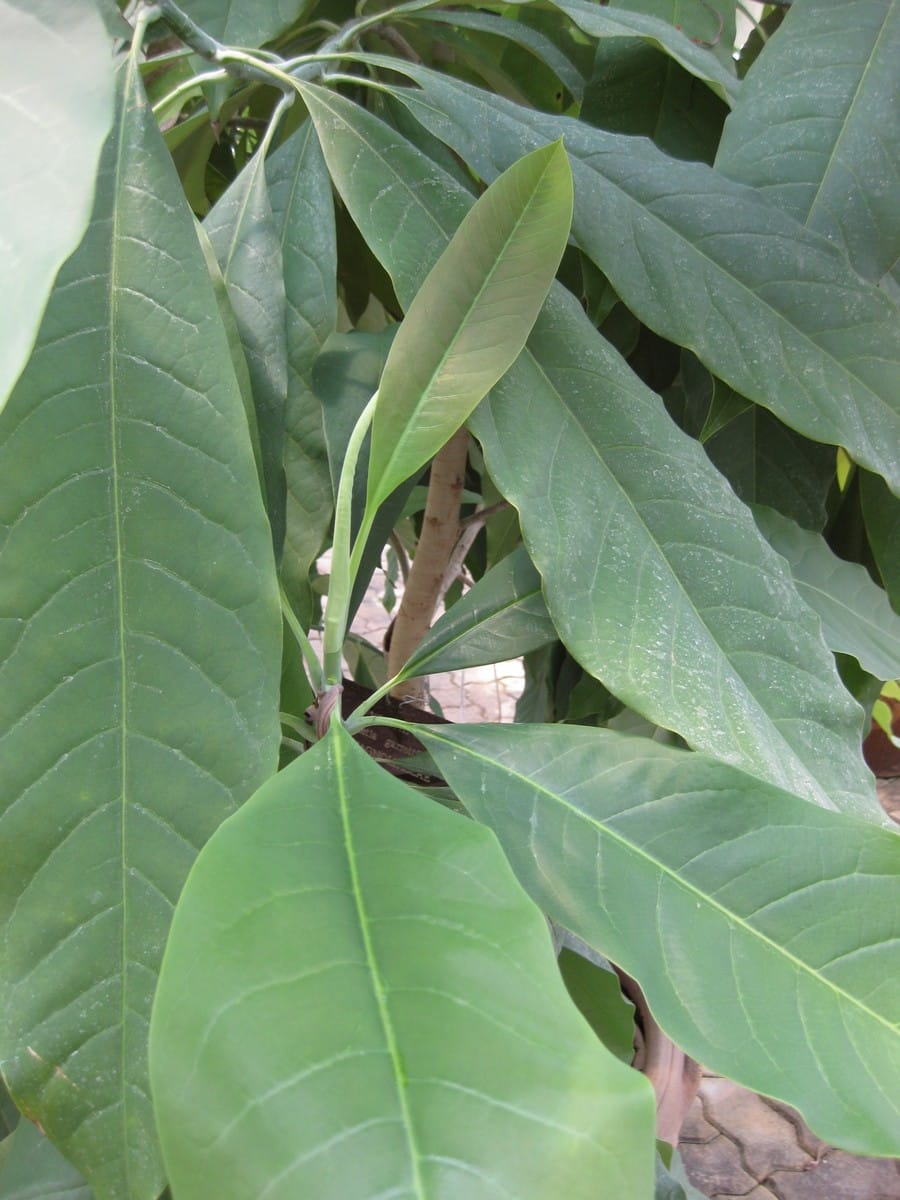 Magnolia garrettii — photo