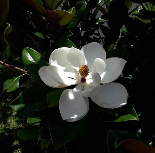 Magnolia grandiflora (Magnolia) — photo