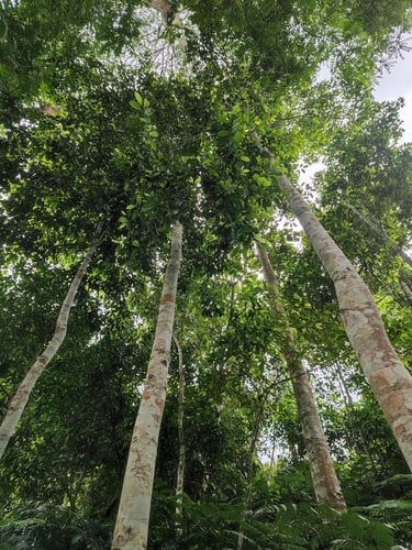 Magnolia hypolampra