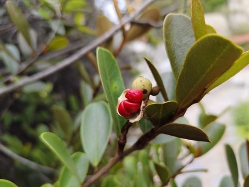 Magnolia laevifolia (Chinese magnolia tree) — photo