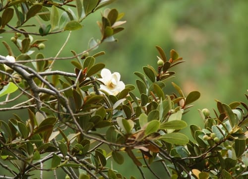 Magnolia laevifolia (Chinese magnolia tree) — photo