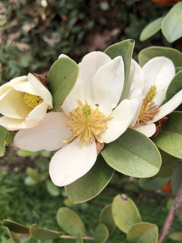 Magnolia laevifolia