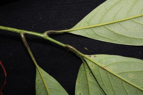 Magnolia liliifera (Egg magnolia) — photo
