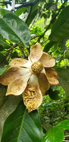 Magnolia mexicana