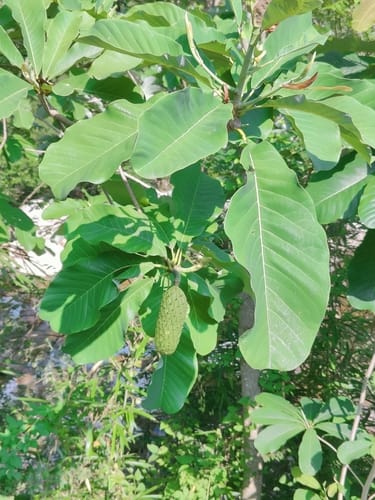 Magnolia officinalis — photo