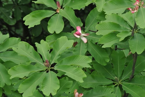 Magnolia officinalis