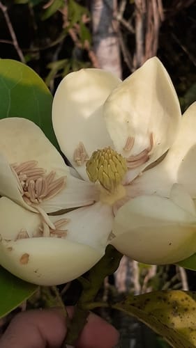 Magnolia ovata (Baguacu) — photo