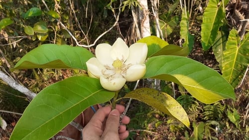 Magnolia ovata