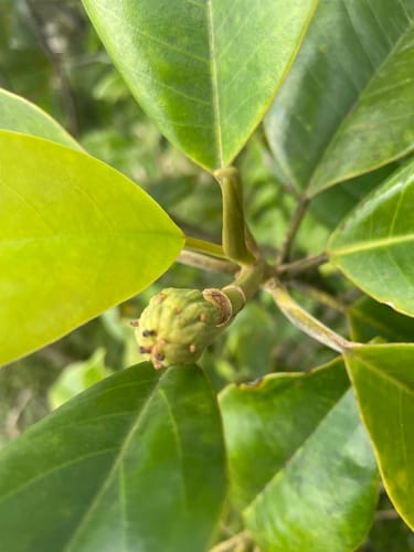 Magnolia splendens (Laurel sabino) — photo