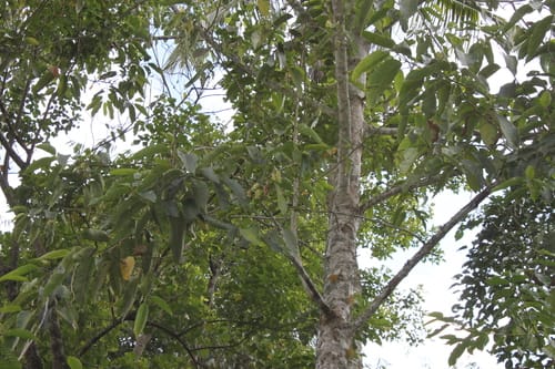 Magnolia tsiampacca — photo