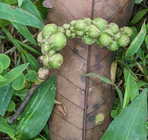 Magnolia tsiampacca