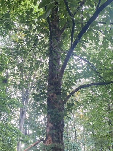 Magnolia virginiana (Sweet bay) — photo