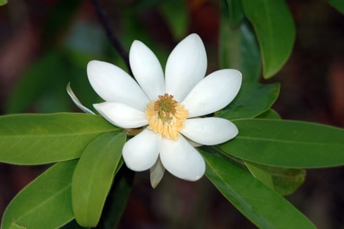 Magnolia virginiana
