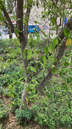 Magnolia x alba (White champaca) — photo