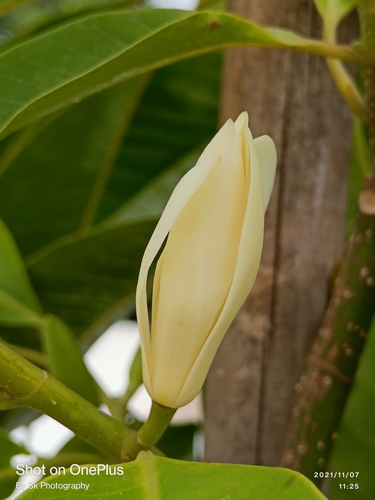 Magnolia x alba (White champaca) — photo