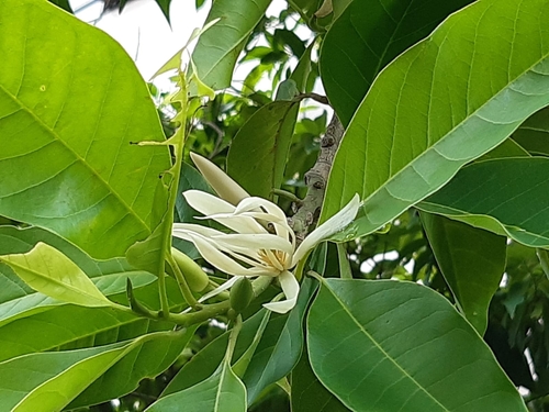 Magnolia x alba