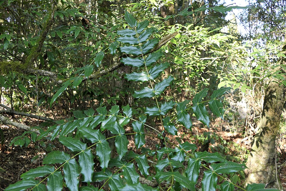 Mahonia borealis — photo