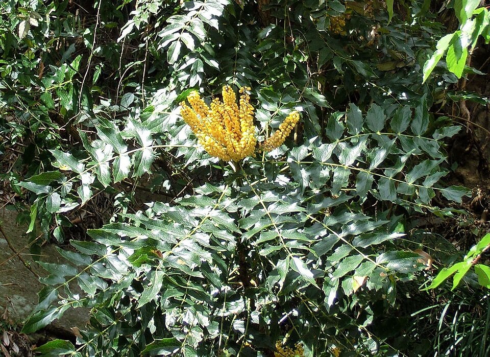 Mahonia borealis