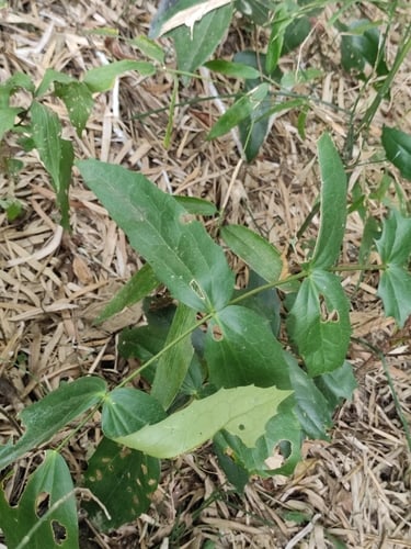 Mahonia duclouxiana — photo