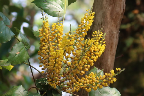 Mahonia duclouxiana — photo
