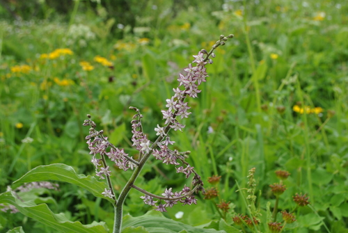Maianthemum atropurpureum — photo
