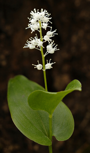 Maianthemum bifolium — photo
