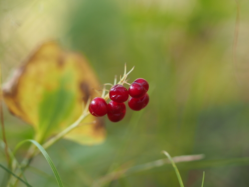 Maianthemum bifolium — photo