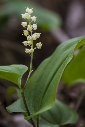Maianthemum bifolium