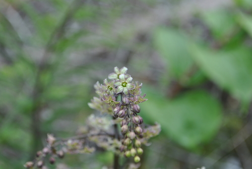 Maianthemum forrestii — photo