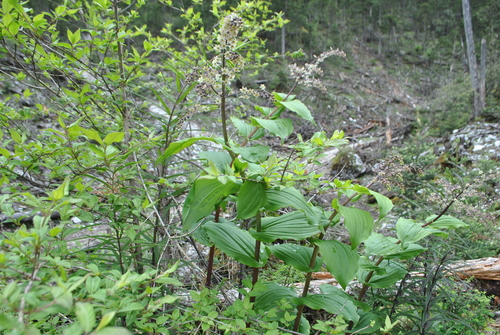Maianthemum forrestii — photo