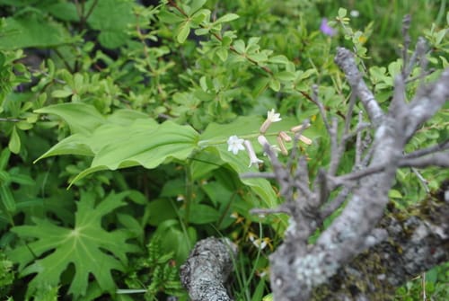 Maianthemum henryi — photo