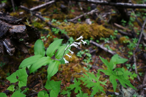 Maianthemum henryi
