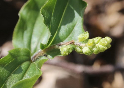 Maianthemum japonicum (P'ulsomdae) — photo