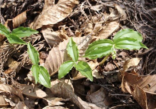 Maianthemum japonicum (P'ulsomdae) — photo