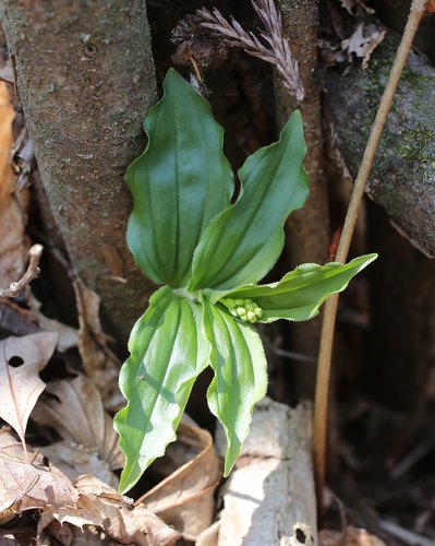 Maianthemum japonicum