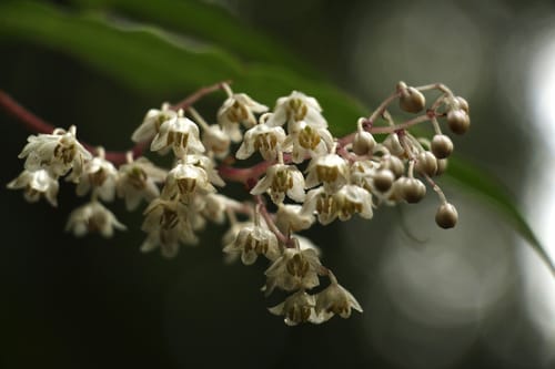 Maianthemum oleraceum — photo