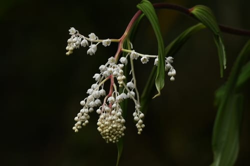 Maianthemum oleraceum — photo