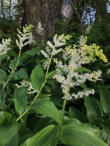 Maianthemum racemosum subsp. amplexicaule