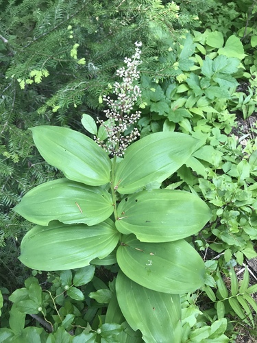 Maianthemum racemosum subsp. amplexicaule (Fat Solomon) — photo