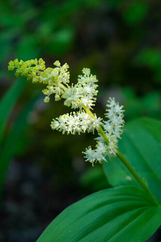 Maianthemum racemosum subsp. amplexicaule (Fat Solomon) — photo