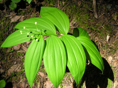Maianthemum stellatum (Star-flowered lily of the valley) — photo