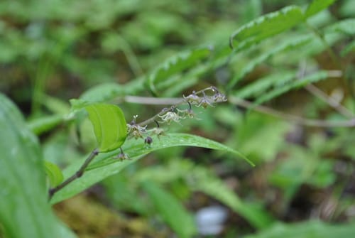 Maianthemum tatsienense — photo